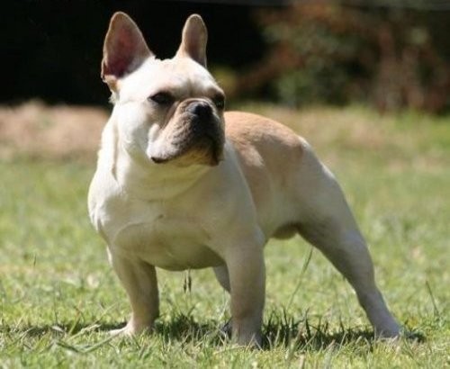 EJEMPLAR  DE  BULLDOG FRANCES DE NUTIBARA BULLDOGS